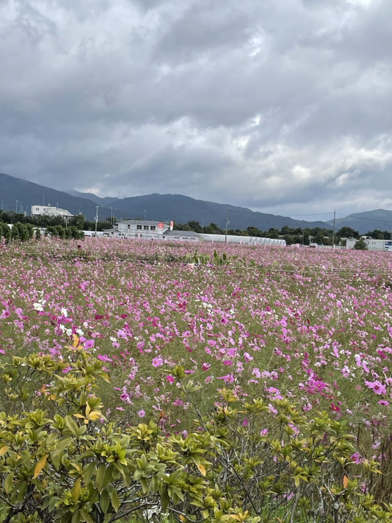 コスモス園